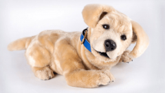 CES 2026 这25款AI陪同机械人你必需领会！